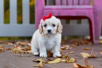 Sadie, a female Cavachon for sale in Baltic, OH – 7 of 8