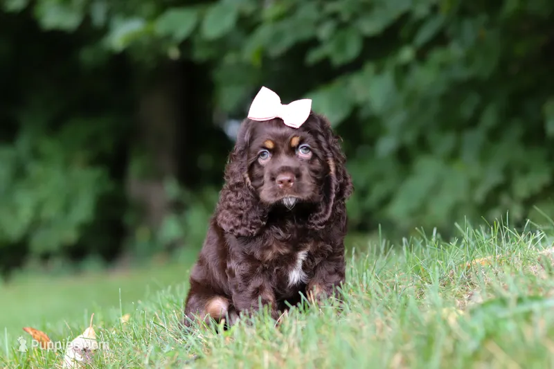 Ava – Cocker Spaniel puppy for sale in Baltic, OH