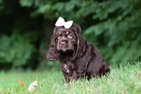 Ava, a female Cocker Spaniel for sale in Baltic, OH – 3 of 8