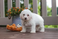 Koda, a male Bichon Frise for sale in Baltic, OH – 5 of 5