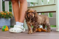 Milo, a male Cocker Spaniel for sale in Baltic, OH – 3 of 8