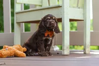 Mason, a male Cocker Spaniel for sale in Baltic, OH – 1 of 6