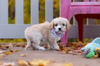 Cooper, a male Cavachon for sale in Baltic, OH – 5 of 6