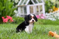 Cooper, a male Cavalier King Charles Spaniel for sale in Baltic, OH – 5 of 8