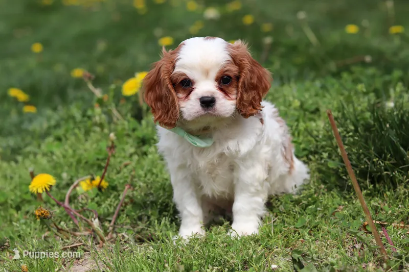 Wynn – Cavalier King Charles Spaniel puppy for sale in Baltic, OH