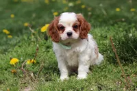 Wynn, a male Cavalier King Charles Spaniel for sale in Baltic, OH – Photo 1 of 7