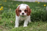 Wynn, a male Cavalier King Charles Spaniel for sale in Baltic, OH – Photo 6 of 7