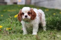 Wynn, a male Cavalier King Charles Spaniel for sale in Baltic, OH – Photo 5 of 7