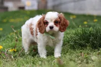 Wynn, a male Cavalier King Charles Spaniel for sale in Baltic, OH – Photo 2 of 7