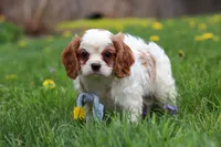 Wynn, a male Cavalier King Charles Spaniel for sale in Baltic, OH – Photo 7 of 7