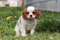 Wynn, a male Cavalier King Charles Spaniel for sale in Baltic, OH – Photo 4 of 7
