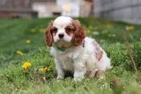 Wynn, a male Cavalier King Charles Spaniel for sale in Baltic, OH – Photo 3 of 7