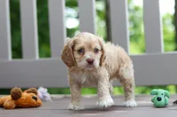 Theo, a male Cocker Spaniel for sale in Baltic, OH – 6 of 9