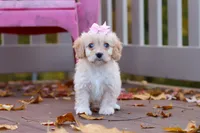 Honey, a female Cavachon for sale in Baltic, OH – 6 of 7