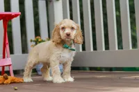 Theo, a male Cocker Spaniel for sale in Baltic, OH – 3 of 5