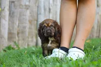 Sophia, a female Cocker Spaniel for sale in Baltic, OH – 2 of 6