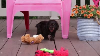 Charlie, a male Cocker Spaniel for sale in Baltic, OH – 9 of 9