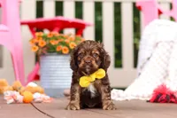 Milo, a male Cocker Spaniel for sale in Baltic, OH – 1 of 6