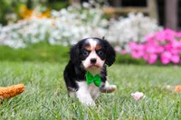 Cooper, a male Cavalier King Charles Spaniel for sale in Baltic, OH – 2 of 8