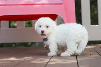 Frankie, a male Bichon Frise for sale in Baltic, OH – 3 of 6