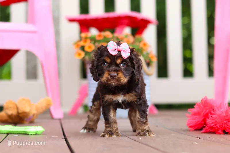 Callie – Cocker Spaniel puppy for sale in Baltic, OH