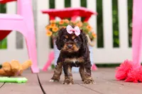 Callie, a female Cocker Spaniel for sale in Baltic, OH – 1 of 8
