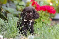 Denver, a male Cocker Spaniel for sale in Baltic, OH – 8 of 10