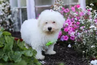 Frankie, a male Bichon Frise for sale in Baltic, OH – 2 of 4