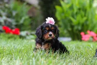 Sophia, a female Cavalier King Charles Spaniel for sale in Baltic, OH – 3 of 7