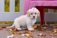 Honey, a female Cavachon for sale in Baltic, OH – 3 of 7