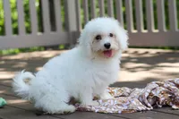 Fern, a female Bichon Frise for sale in Baltic, OH – 5 of 7