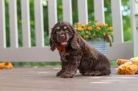 Mason, a male Cocker Spaniel for sale in Baltic, OH – 4 of 6