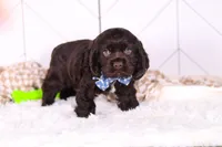 Leo, a male Cocker Spaniel for sale in Baltic, OH – Photo 5 of 6