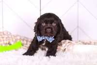 Leo, a male Cocker Spaniel for sale in Baltic, OH – Photo 4 of 6