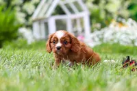 Ollie, a male Cavalier King Charles Spaniel for sale in Baltic, OH – 4 of 9