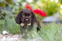 Denver, a male Cocker Spaniel for sale in Baltic, OH – 6 of 10