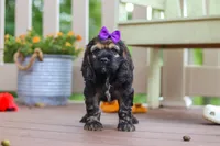 Lila, a female Cocker Spaniel for sale in Baltic, OH – 6 of 7