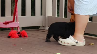 Bentley, a male Cocker Spaniel for sale in Baltic, OH – 6 of 6
