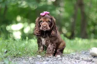 Thea, a female Cocker Spaniel for sale in Baltic, OH – 2 of 9