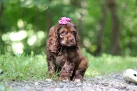 Thea, a female Cocker Spaniel for sale in Baltic, OH – 5 of 9