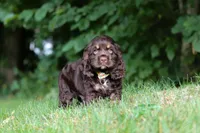 Lincoln, a male Cocker Spaniel for sale in Baltic, OH – 3 of 6