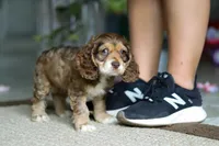 LuLu, a female Cocker Spaniel for sale in Baltic, OH – Photo 1 of 5