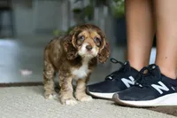 LuLu, a female Cocker Spaniel for sale in Baltic, OH – Photo 2 of 5