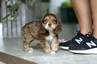 LuLu, a female Cocker Spaniel for sale in Baltic, OH – Photo 4 of 5