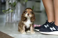 LuLu, a female Cocker Spaniel for sale in Baltic, OH – Photo 5 of 5