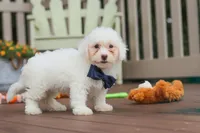 Oliver, a male Bichon Frise for sale in Baltic, OH – 3 of 7