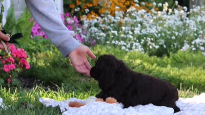 Archie, a male Cocker Spaniel for sale in Baltic, OH – 9 of 9