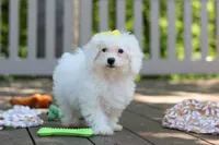 Aspen, a female Bichon Frise for sale in Baltic, OH – 3 of 4