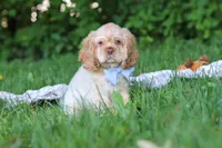 Clark, a male Cocker Spaniel for sale in Baltic, OH – 1 of 6