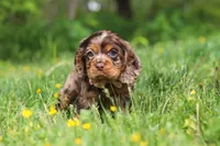 Blair, a female Cocker Spaniel for sale in Baltic, OH – 4 of 7